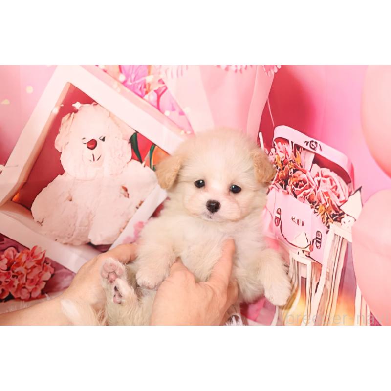 販売中の大阪府のポメプー:ポメラニアン×トイプードル-442436の4枚目