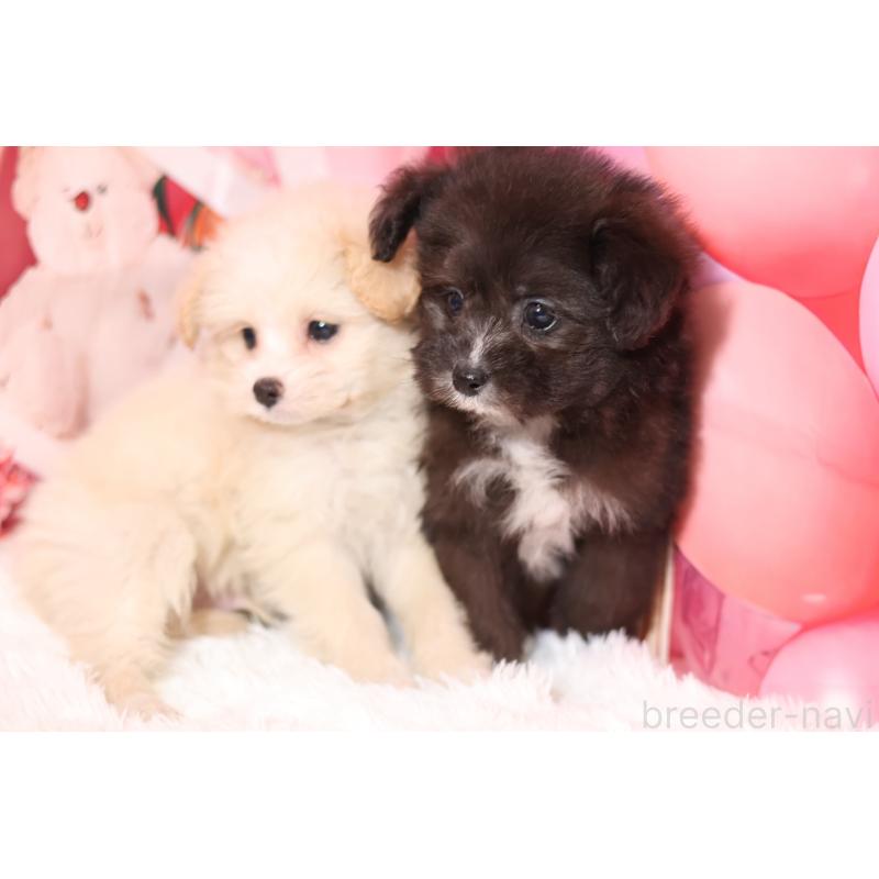 販売中の大阪府のポメプー:ポメラニアン×トイプードル-442436の3枚目