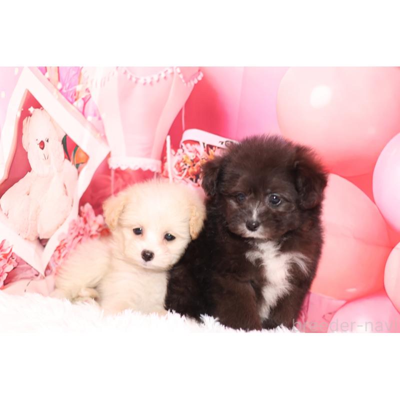 販売中の大阪府のポメプー:ポメラニアン×トイプードル-442436の2枚目