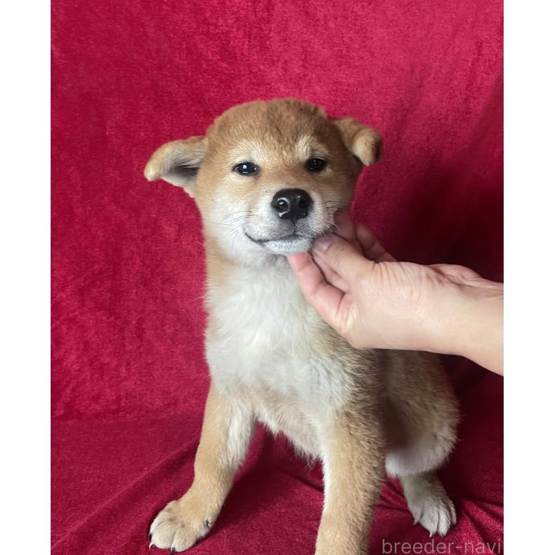 販売中の山形県の柴犬-442437の3枚目