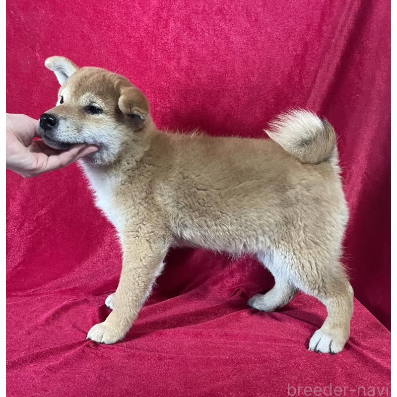 販売中の山形県の柴犬-442437の2枚目