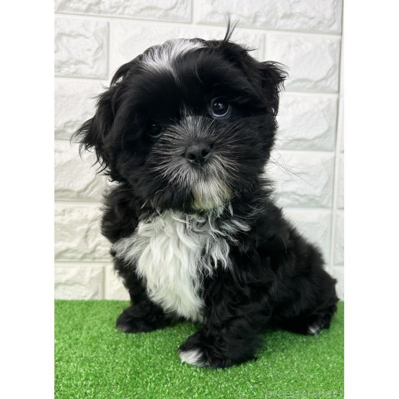 販売中の大阪府のシーズー-442438の5枚目