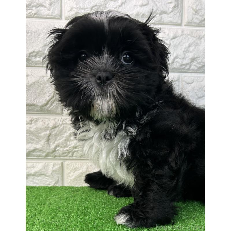 販売中の大阪府のシーズー-442438の4枚目