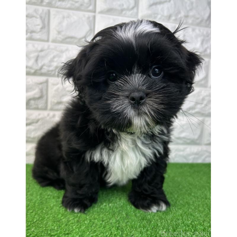 販売中の大阪府のシーズー-442438の3枚目