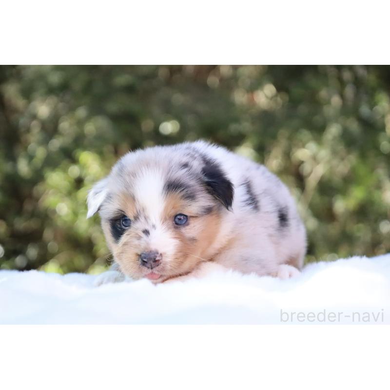 販売中の栃木県のオーストラリアンシェパード-442439の10枚目