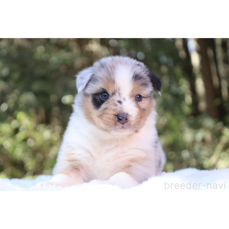 販売中の栃木県のオーストラリアンシェパード-442439の9枚目