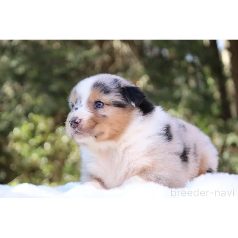 販売中の栃木県のオーストラリアンシェパード-442439の8枚目