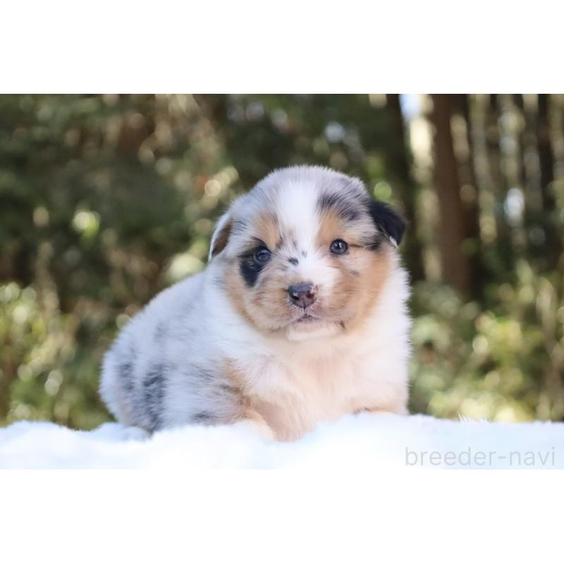 販売中の栃木県のオーストラリアンシェパード-442439の7枚目