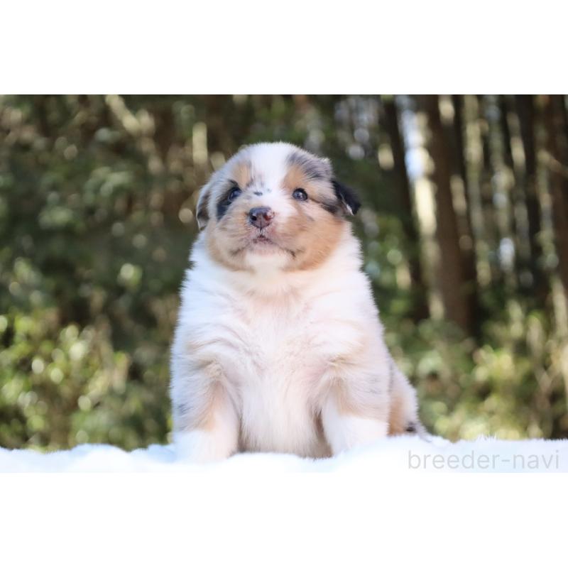 販売中の栃木県のオーストラリアンシェパード-442439の6枚目