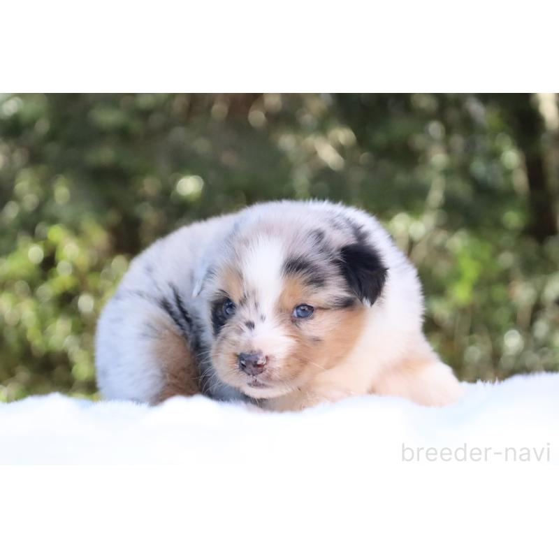 販売中の栃木県のオーストラリアンシェパード-442439の5枚目