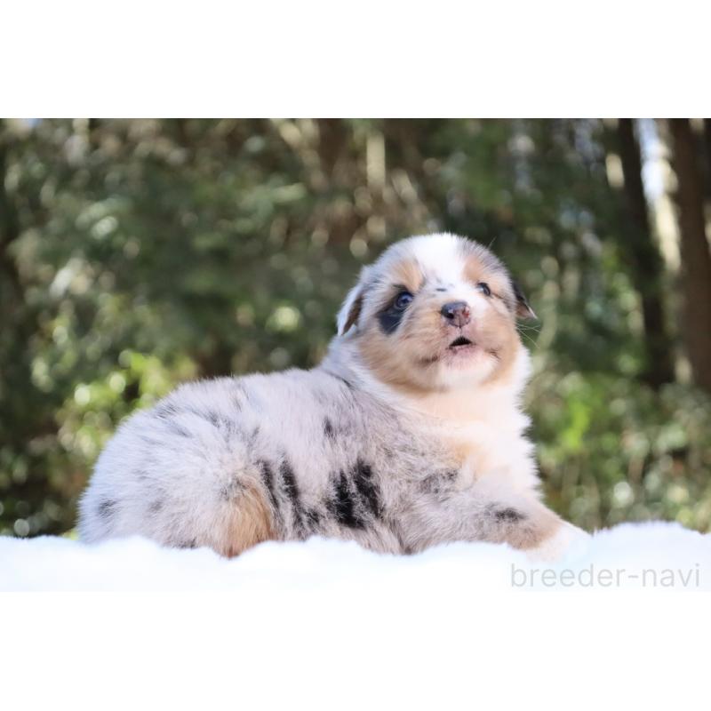 販売中の栃木県のオーストラリアンシェパード-442439の4枚目