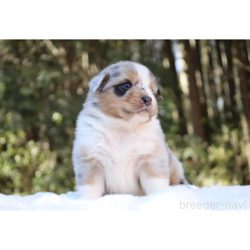 販売中の栃木県のオーストラリアンシェパード-442439の2枚目