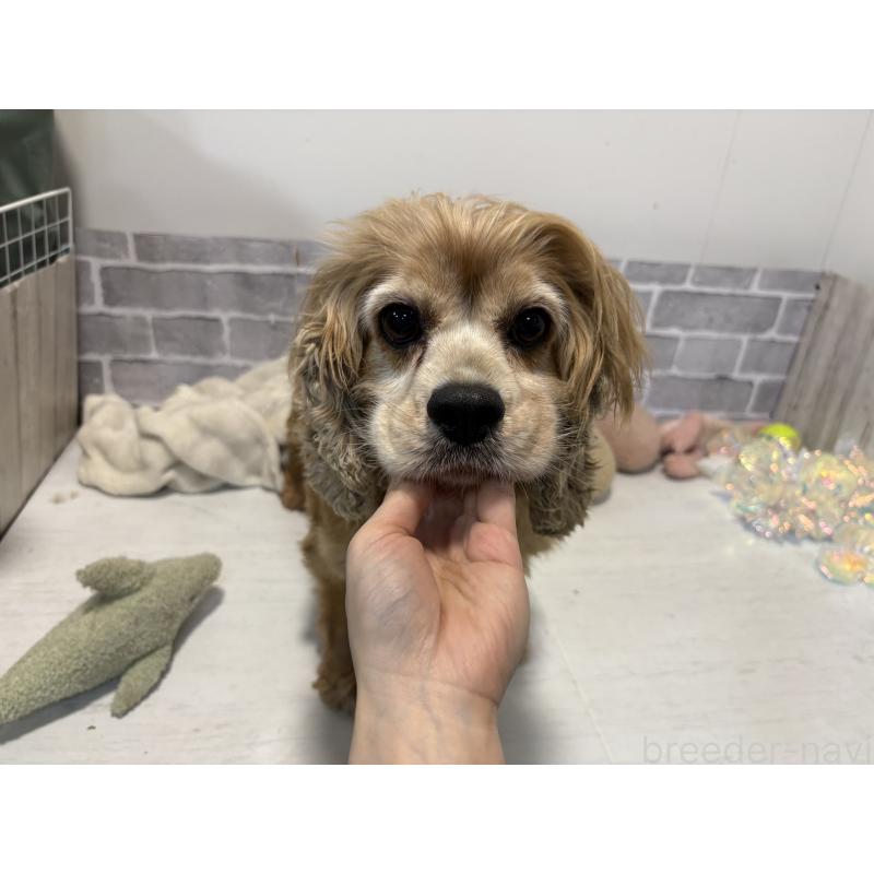 販売中の東京都のアメリカンコッカースパニエル-442440の3枚目