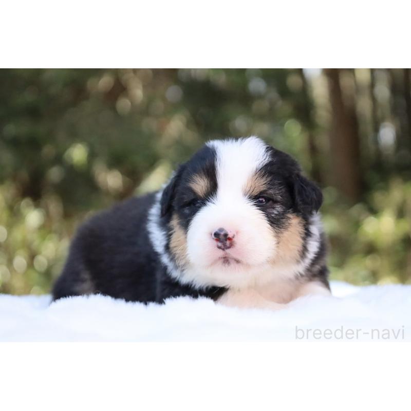 販売中の栃木県のオーストラリアンシェパード-442441