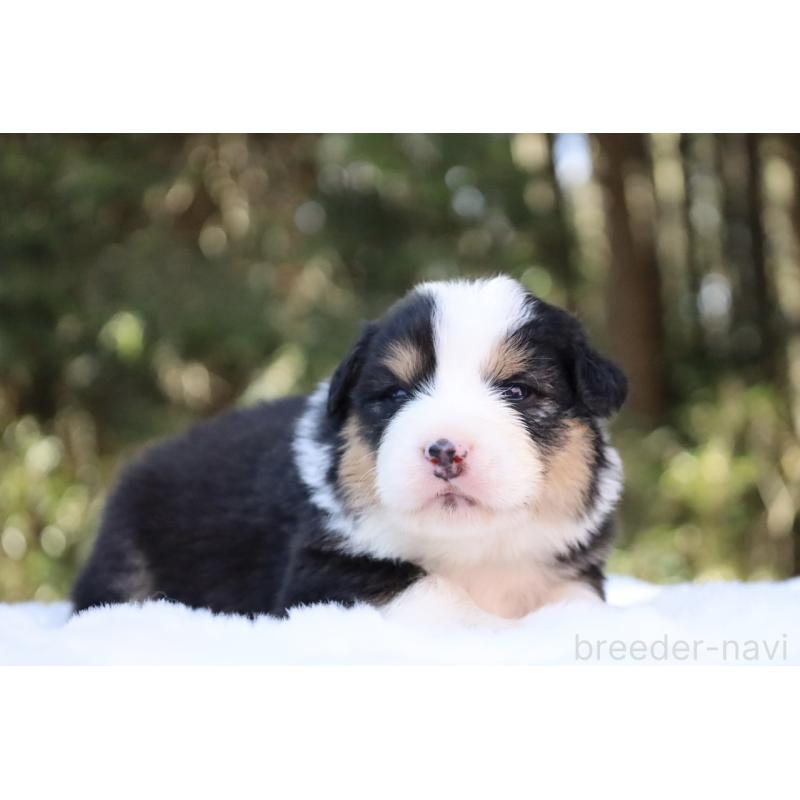 販売中の栃木県のオーストラリアンシェパード-442441の9枚目