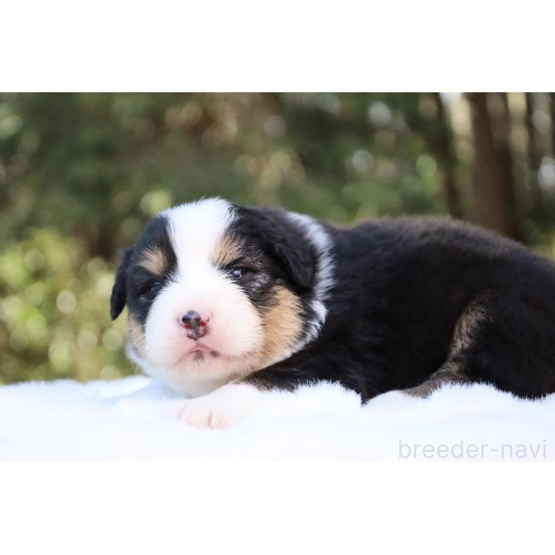 販売中の栃木県のオーストラリアンシェパード-442441の8枚目