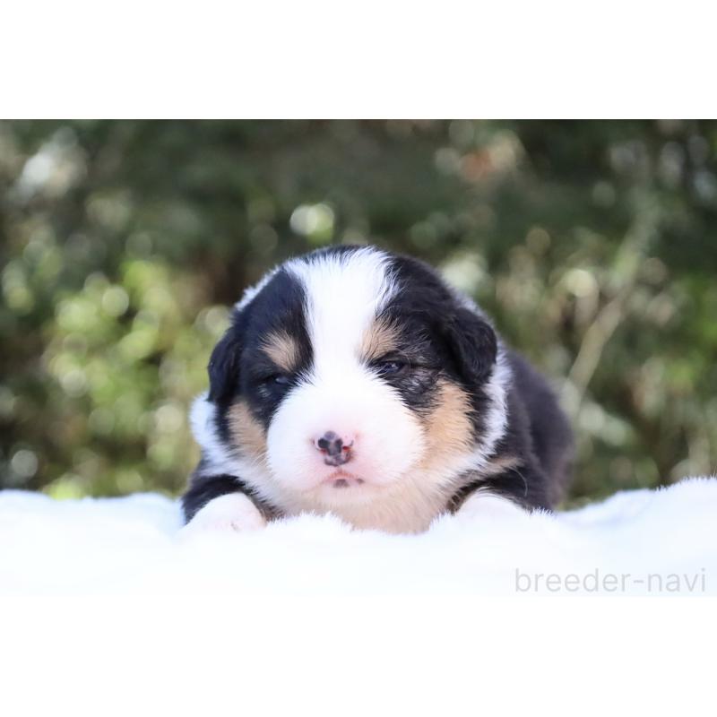 販売中の栃木県のオーストラリアンシェパード-442441の6枚目