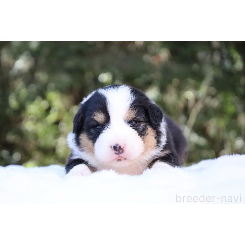 販売中の栃木県のオーストラリアンシェパード-442441の5枚目