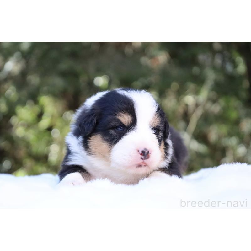 販売中の栃木県のオーストラリアンシェパード-442441の4枚目