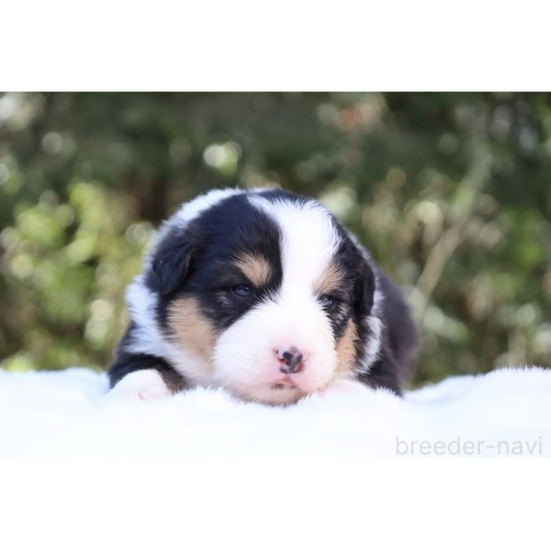 販売中の栃木県のオーストラリアンシェパード-442441の3枚目