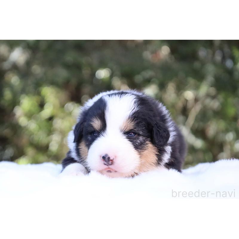 販売中の栃木県のオーストラリアンシェパード-442441の2枚目