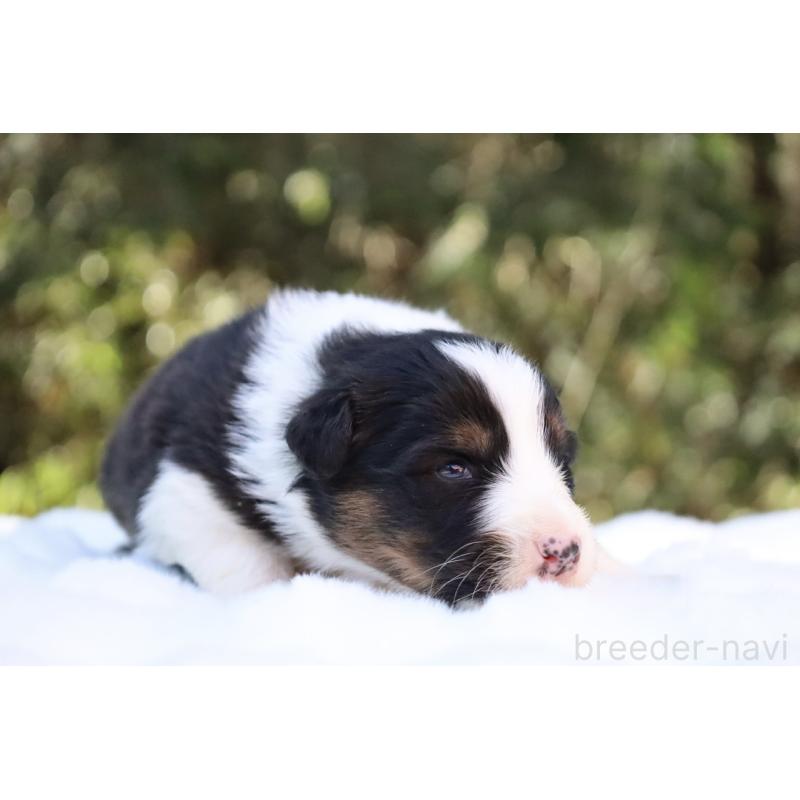 販売中の栃木県のオーストラリアンシェパード-442442の14枚目