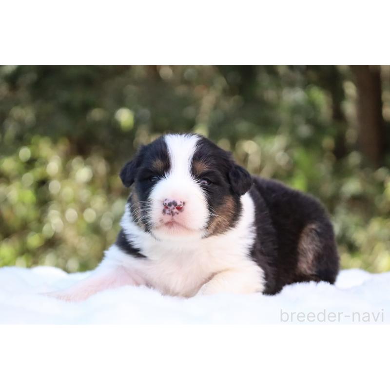 販売中の栃木県のオーストラリアンシェパード-442442の13枚目