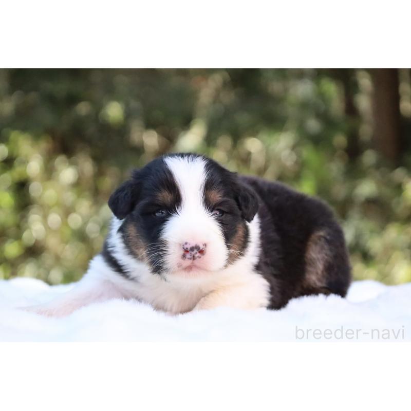 販売中の栃木県のオーストラリアンシェパード-442442の12枚目