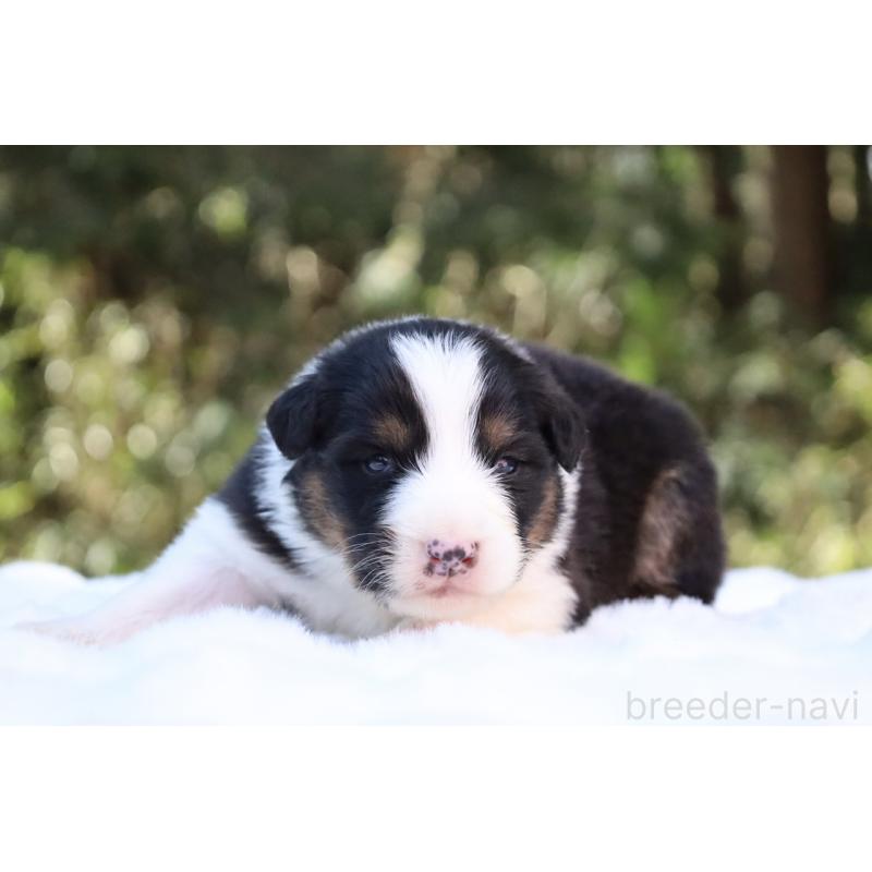 販売中の栃木県のオーストラリアンシェパード-442442の11枚目