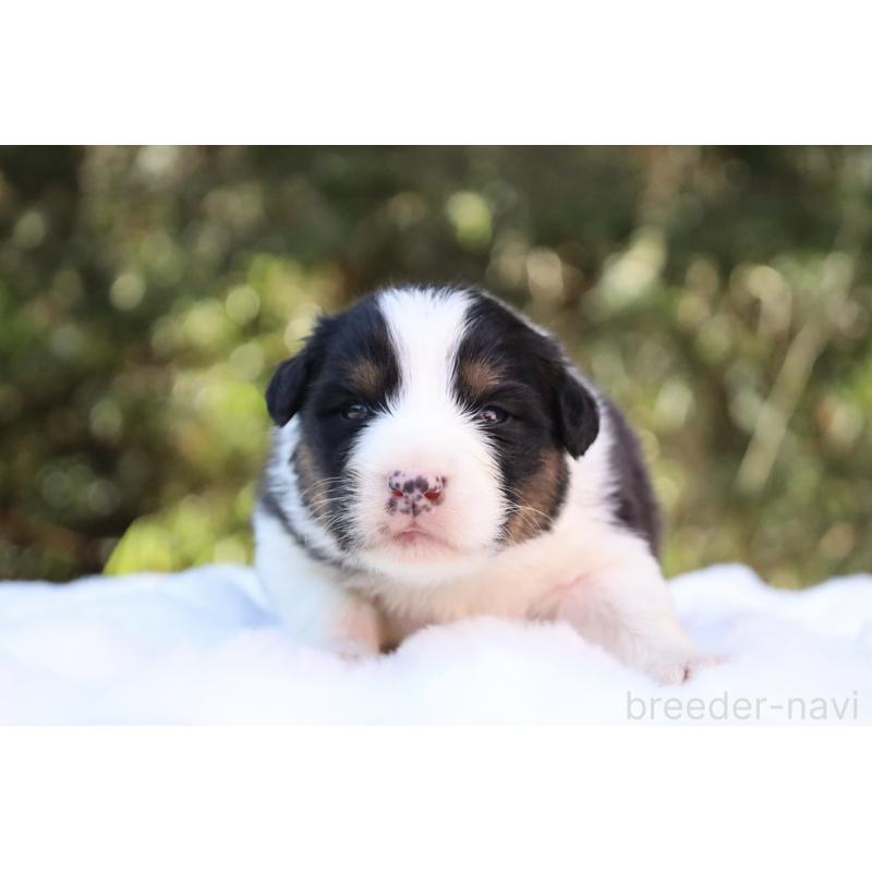 販売中の栃木県のオーストラリアンシェパード-442442の10枚目