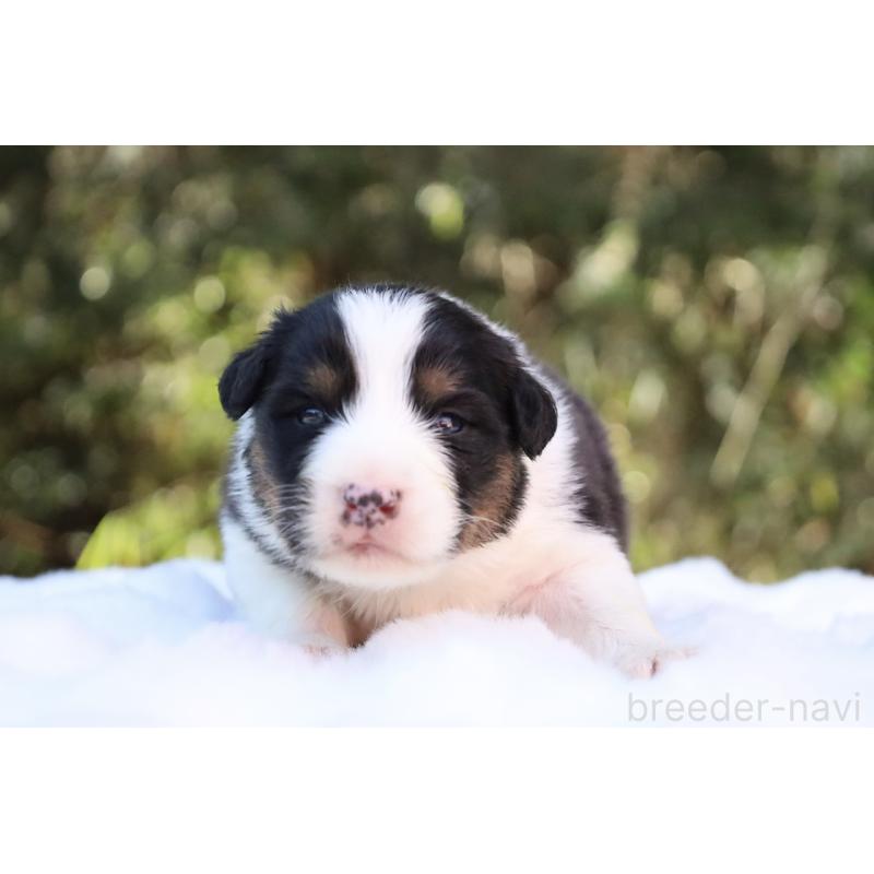 販売中の栃木県のオーストラリアンシェパード-442442の9枚目