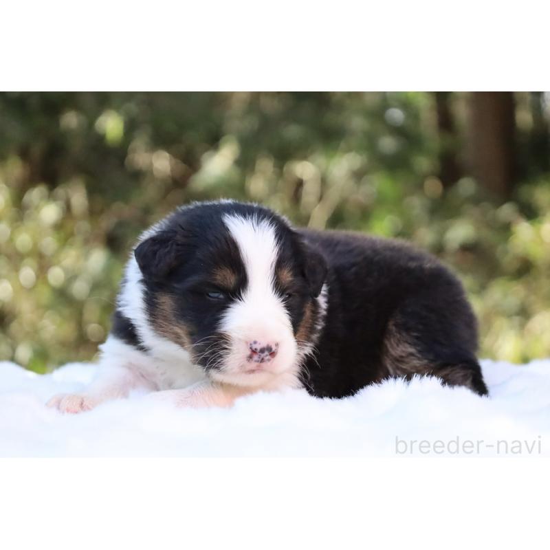 販売中の栃木県のオーストラリアンシェパード-442442の8枚目