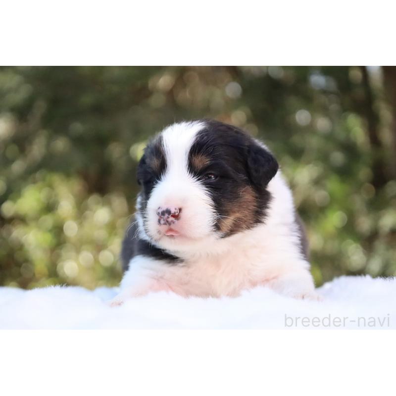 販売中の栃木県のオーストラリアンシェパード-442442の7枚目