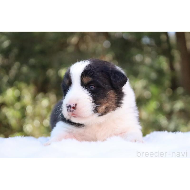 販売中の栃木県のオーストラリアンシェパード-442442の6枚目