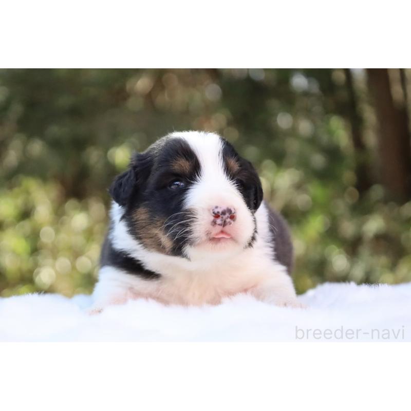 販売中の栃木県のオーストラリアンシェパード-442442の5枚目