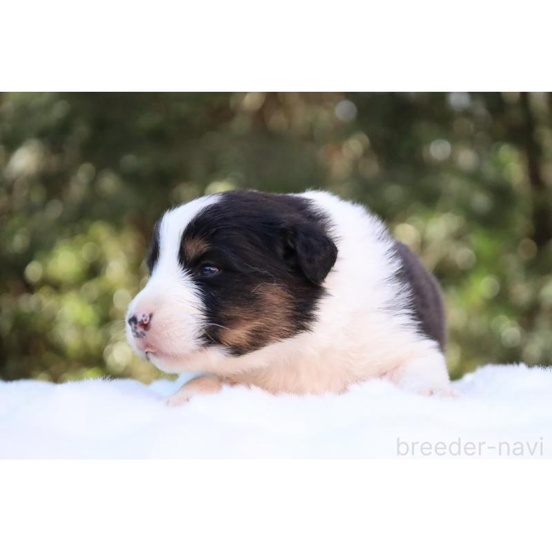 販売中の栃木県のオーストラリアンシェパード-442442の4枚目