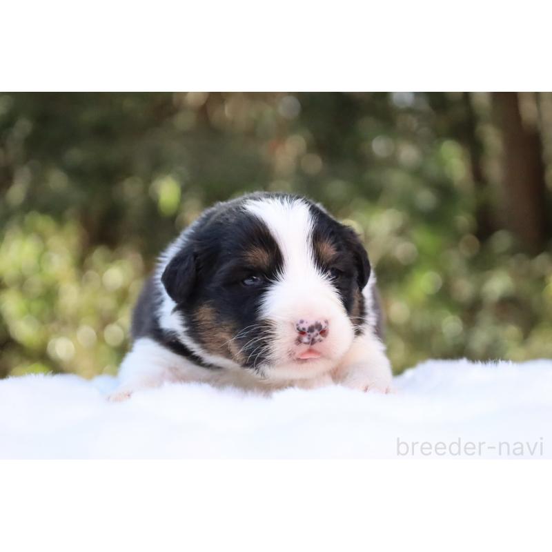 販売中の栃木県のオーストラリアンシェパード-442442の3枚目