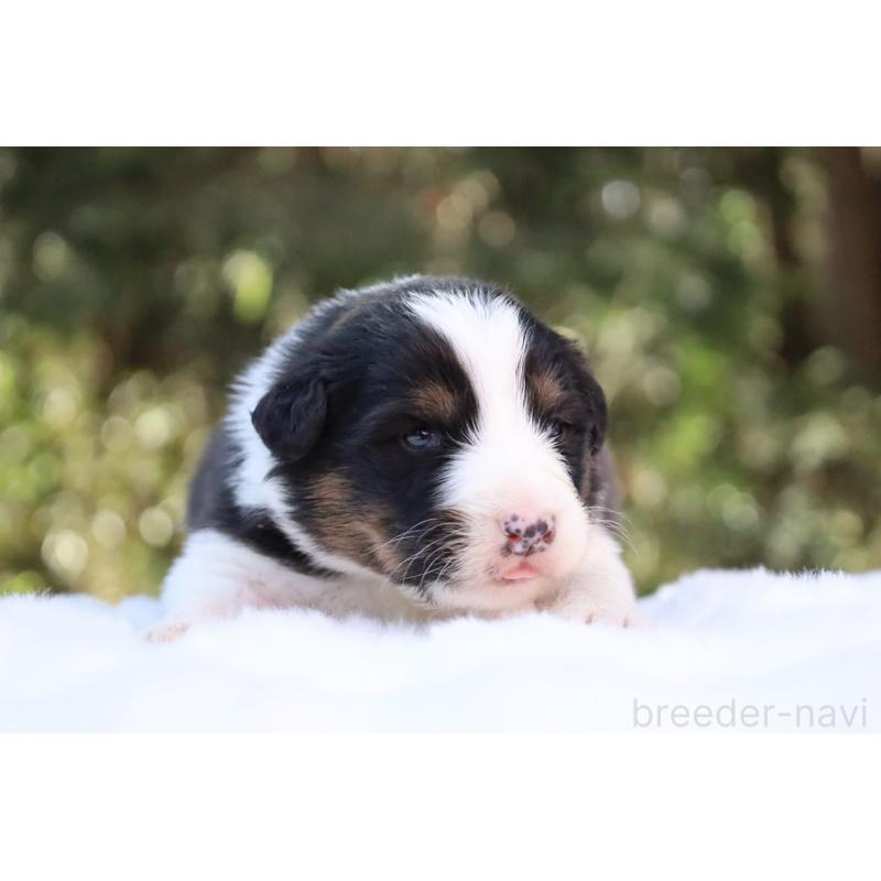 販売中の栃木県のオーストラリアンシェパード-442442の2枚目