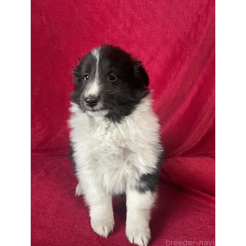 販売中の山形県のシェットランドシープドッグ(シェルティ)-442443の4枚目