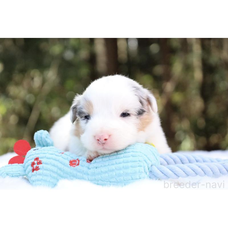 販売中の栃木県のオーストラリアンシェパード-442444の12枚目