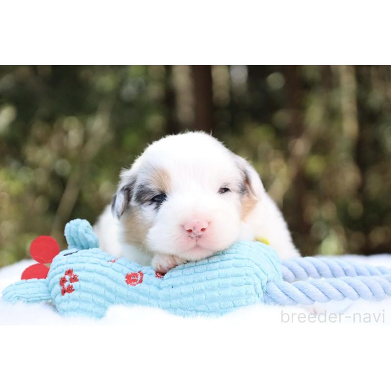 販売中の栃木県のオーストラリアンシェパード-442444の11枚目