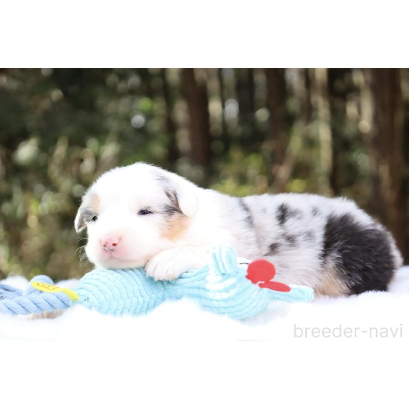 販売中の栃木県のオーストラリアンシェパード-442444の10枚目