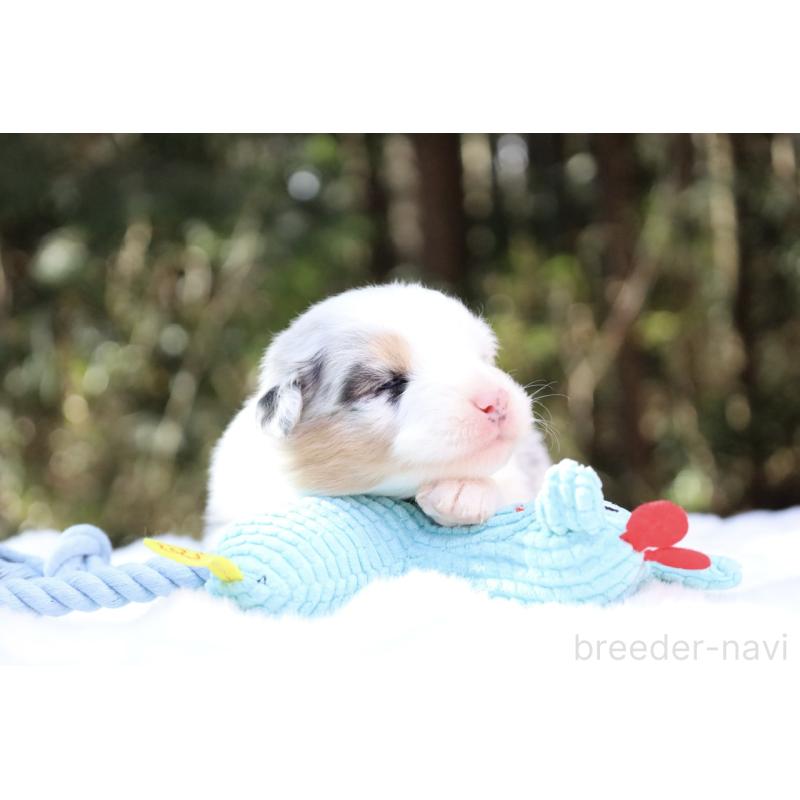 販売中の栃木県のオーストラリアンシェパード-442444の9枚目