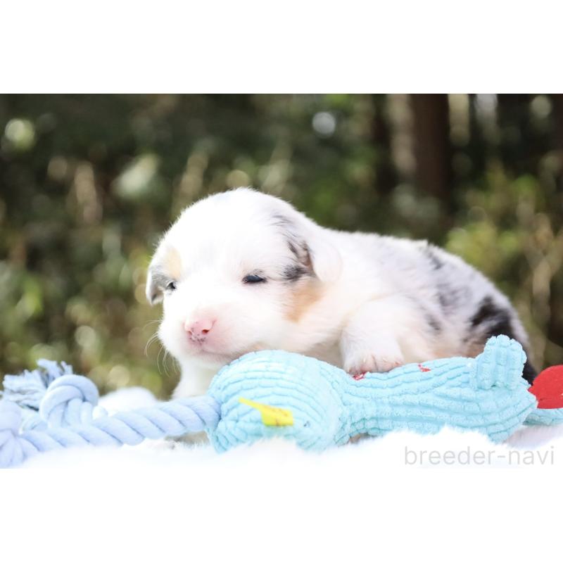 販売中の栃木県のオーストラリアンシェパード-442444の8枚目