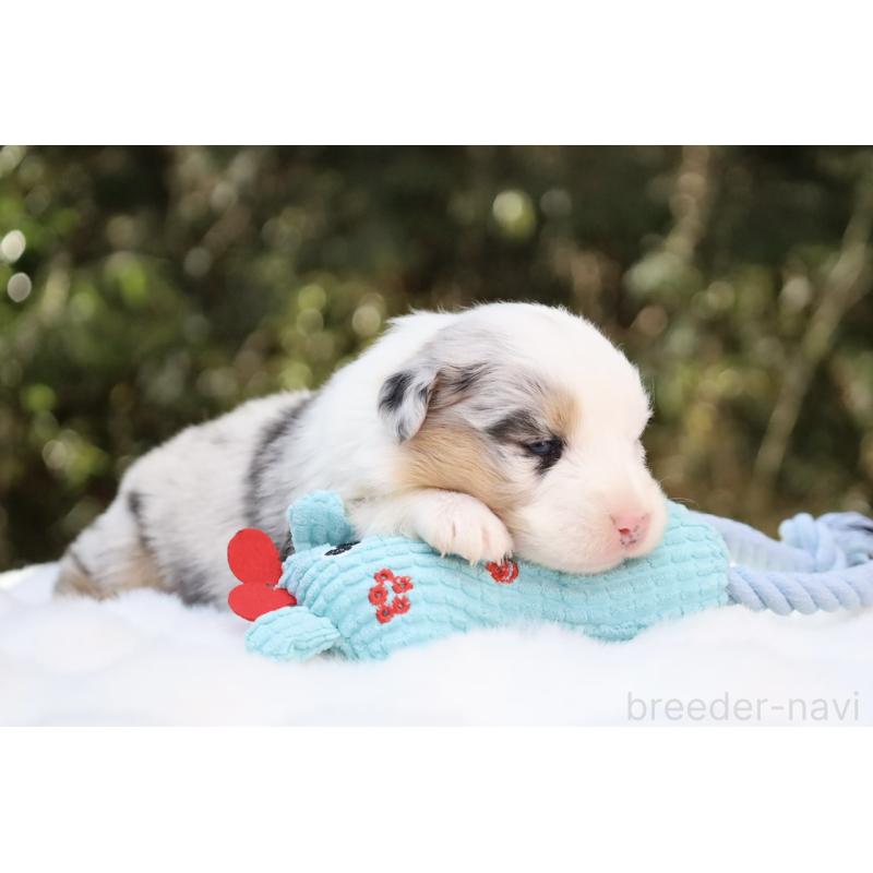 販売中の栃木県のオーストラリアンシェパード-442444の7枚目