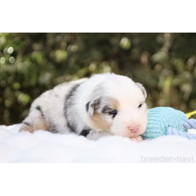 販売中の栃木県のオーストラリアンシェパード-442444の6枚目