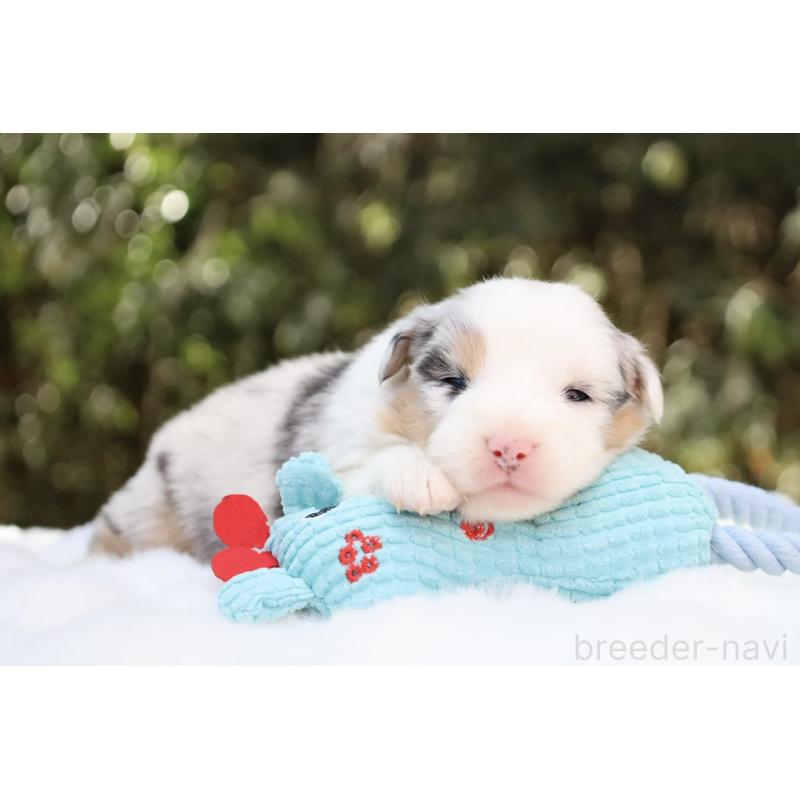 販売中の栃木県のオーストラリアンシェパード-442444の5枚目