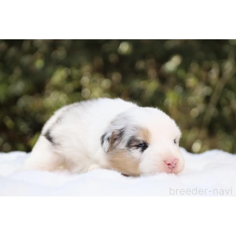 販売中の栃木県のオーストラリアンシェパード-442444の4枚目