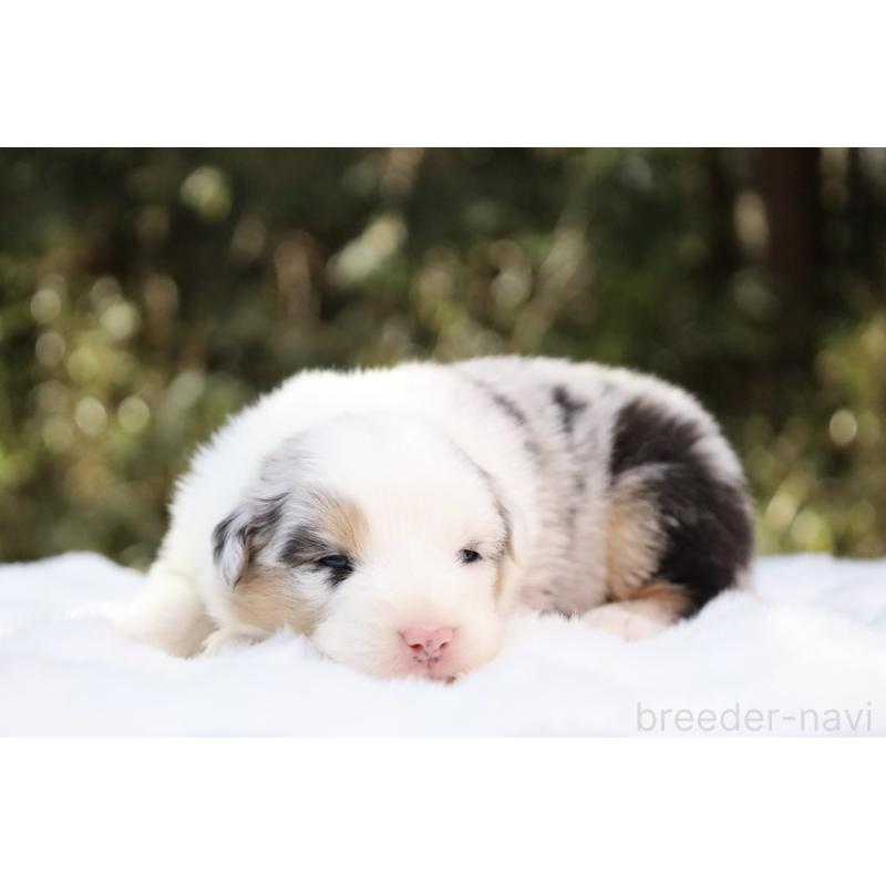 販売中の栃木県のオーストラリアンシェパード-442444の3枚目