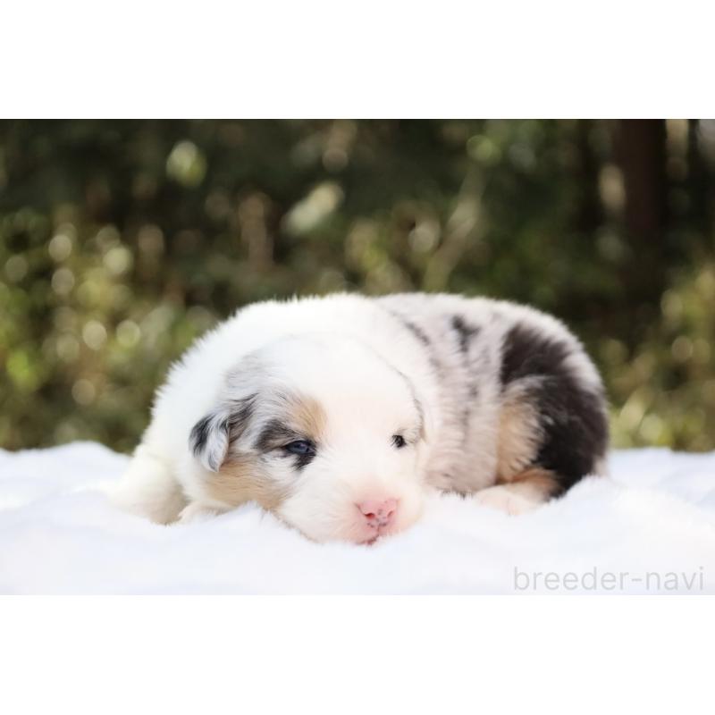 販売中の栃木県のオーストラリアンシェパード-442444の2枚目